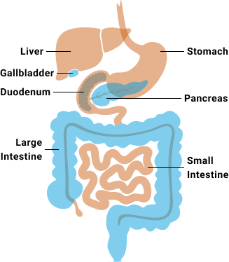 Anatomical diagram of the digestive system showing the stomach, duodenum, pancreas, small intestine, and large intestine.